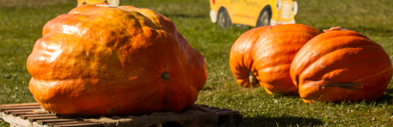 nieman-markets-large-pumpkins