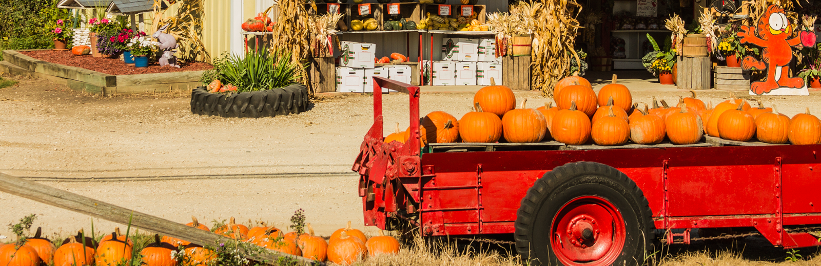 nieman-markets-pumpkins