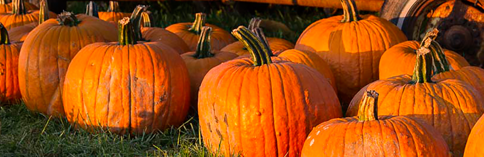 nieman-markets-pumpkins-2