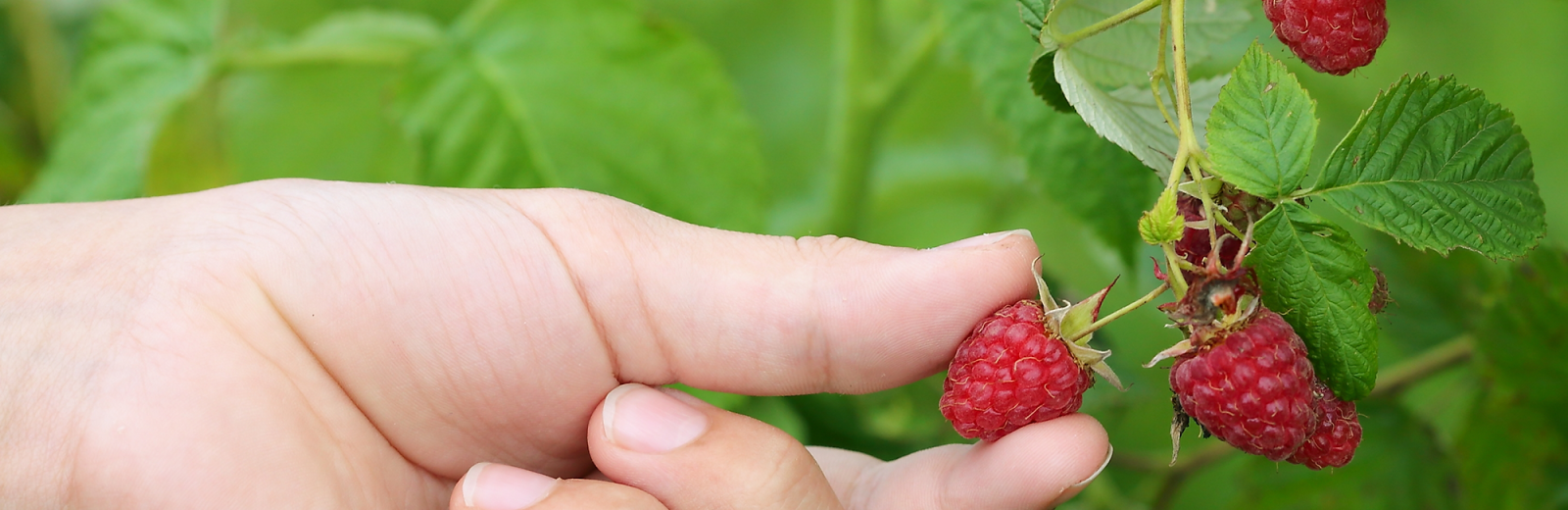 nieman-markets-raspberries