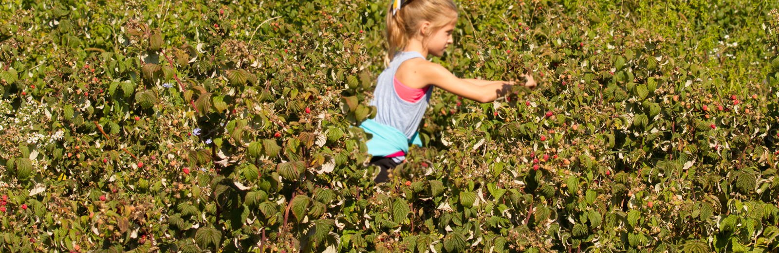 nieman-markets-you-pick-raspberries