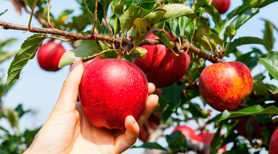 Nieman Markets You Pick Apples